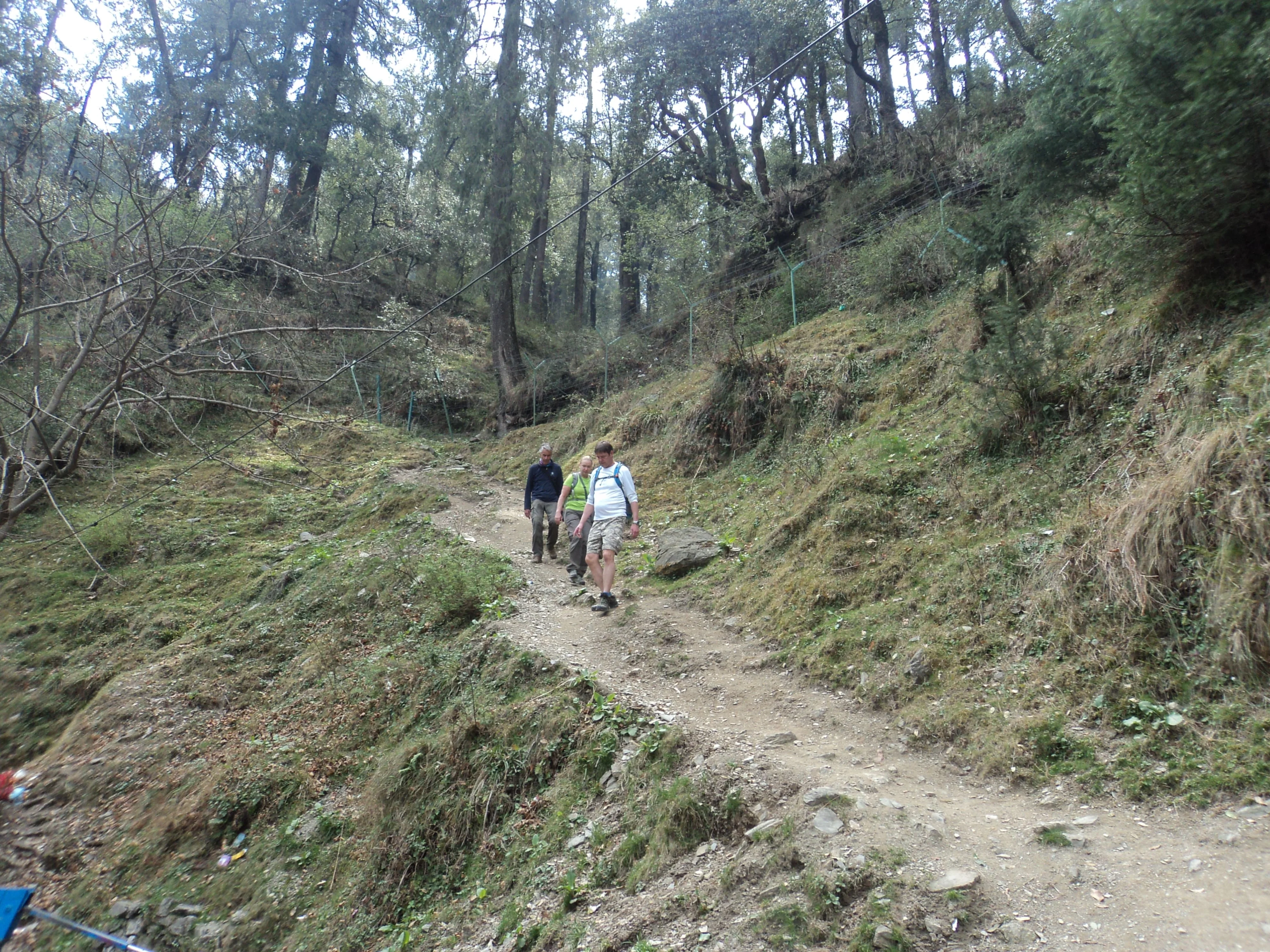 Forest Walk - Spineline Trail - 5