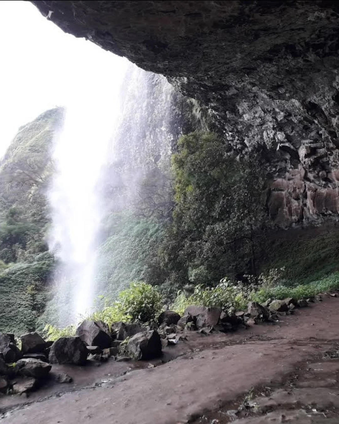 Wet & Wild Monsoon Trip: Wildlife Herping, Forest food & Konkan Exploration - 4