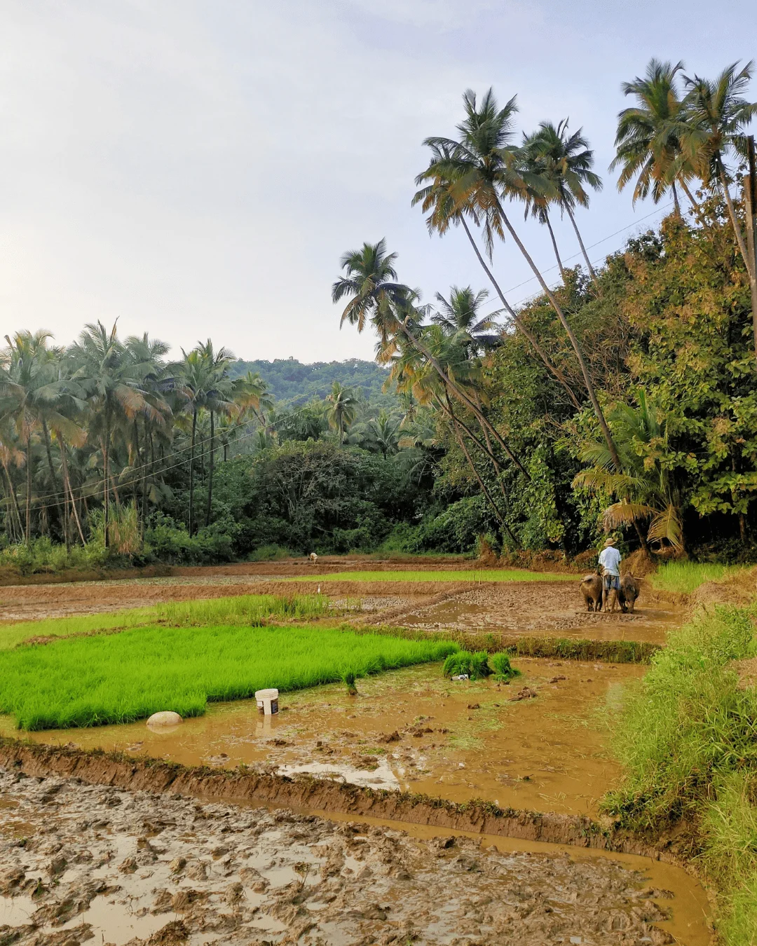 Wet & Wild Monsoon Trip: Wildlife Herping, Forest food & Konkan Exploration - 5