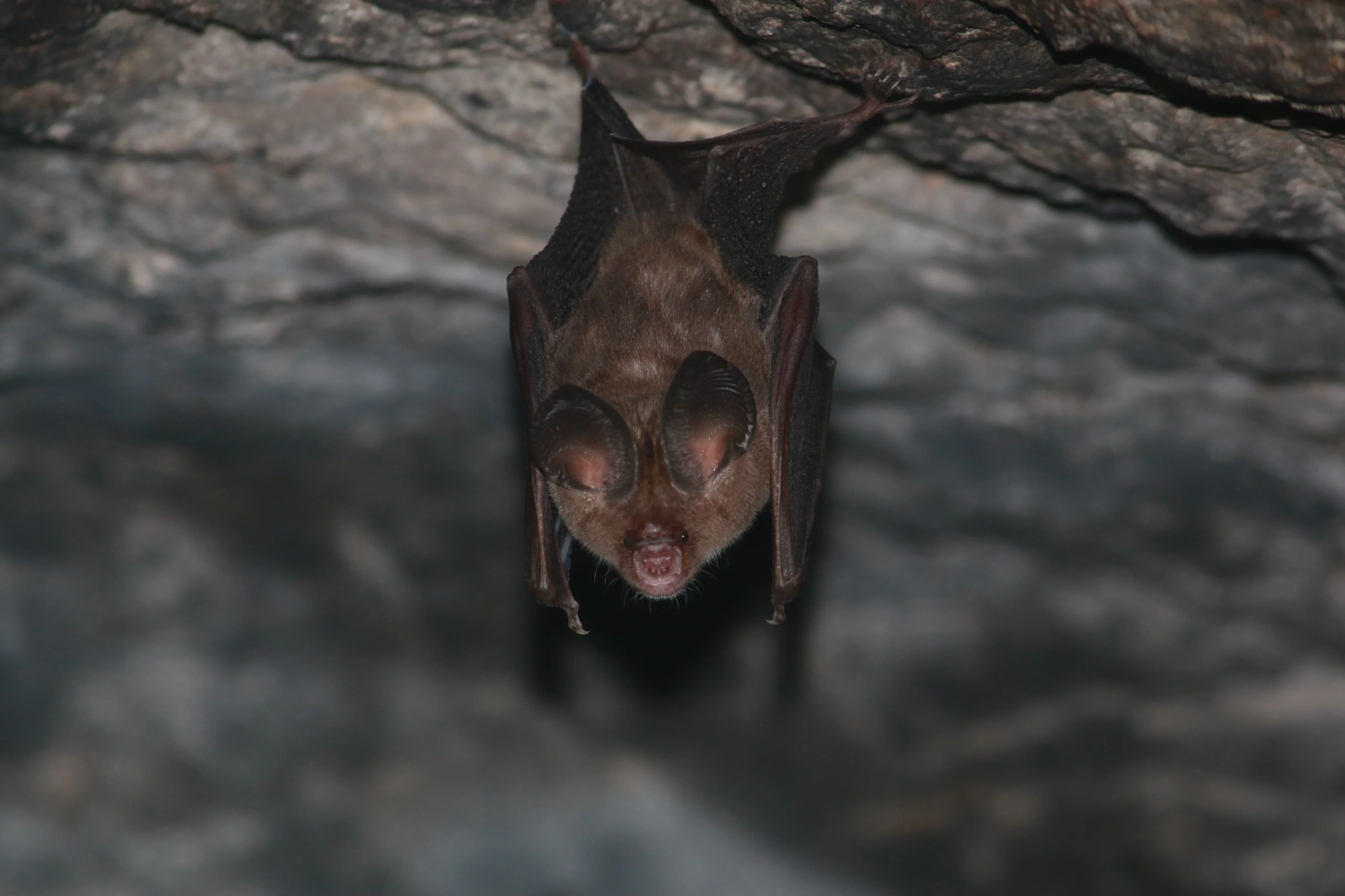 Bat Walk - 1