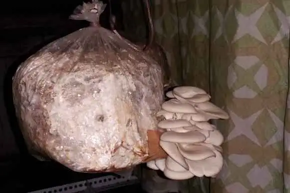 Mushroom Farming Workshop - 4