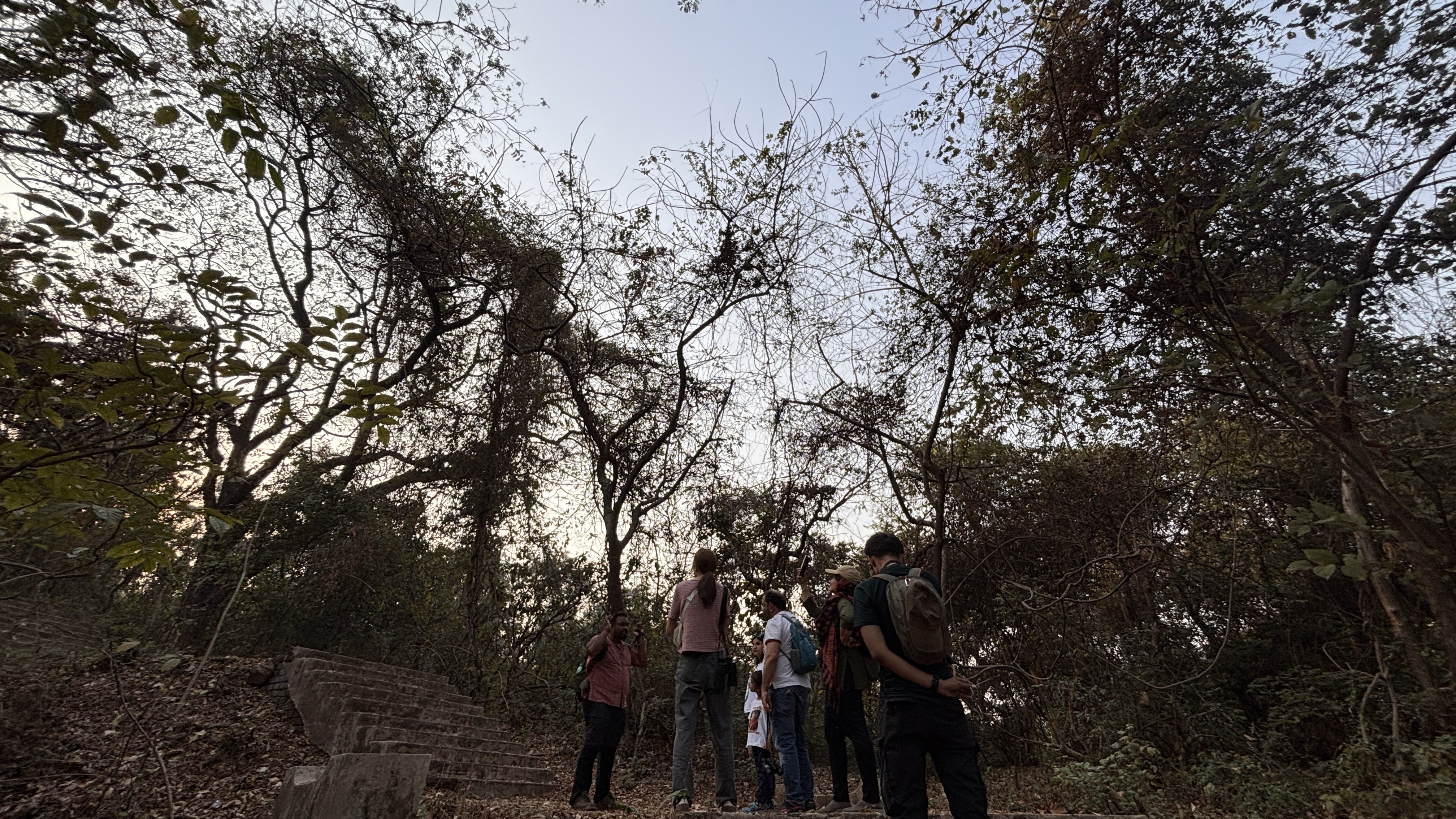 Trees and Tales - 5