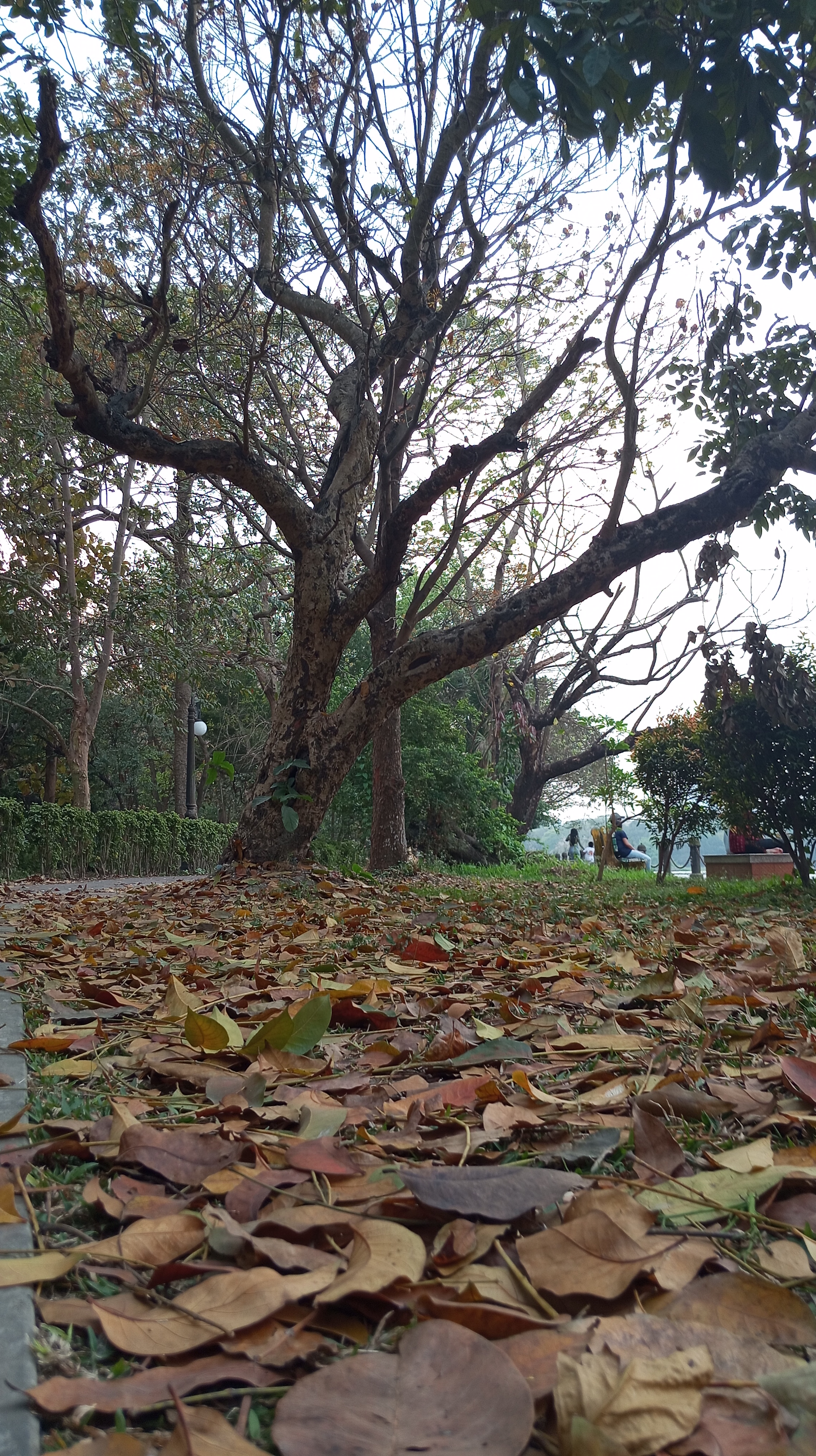 Where City Breathes: An Ecological Walk through Rabindra Sarobar - 5