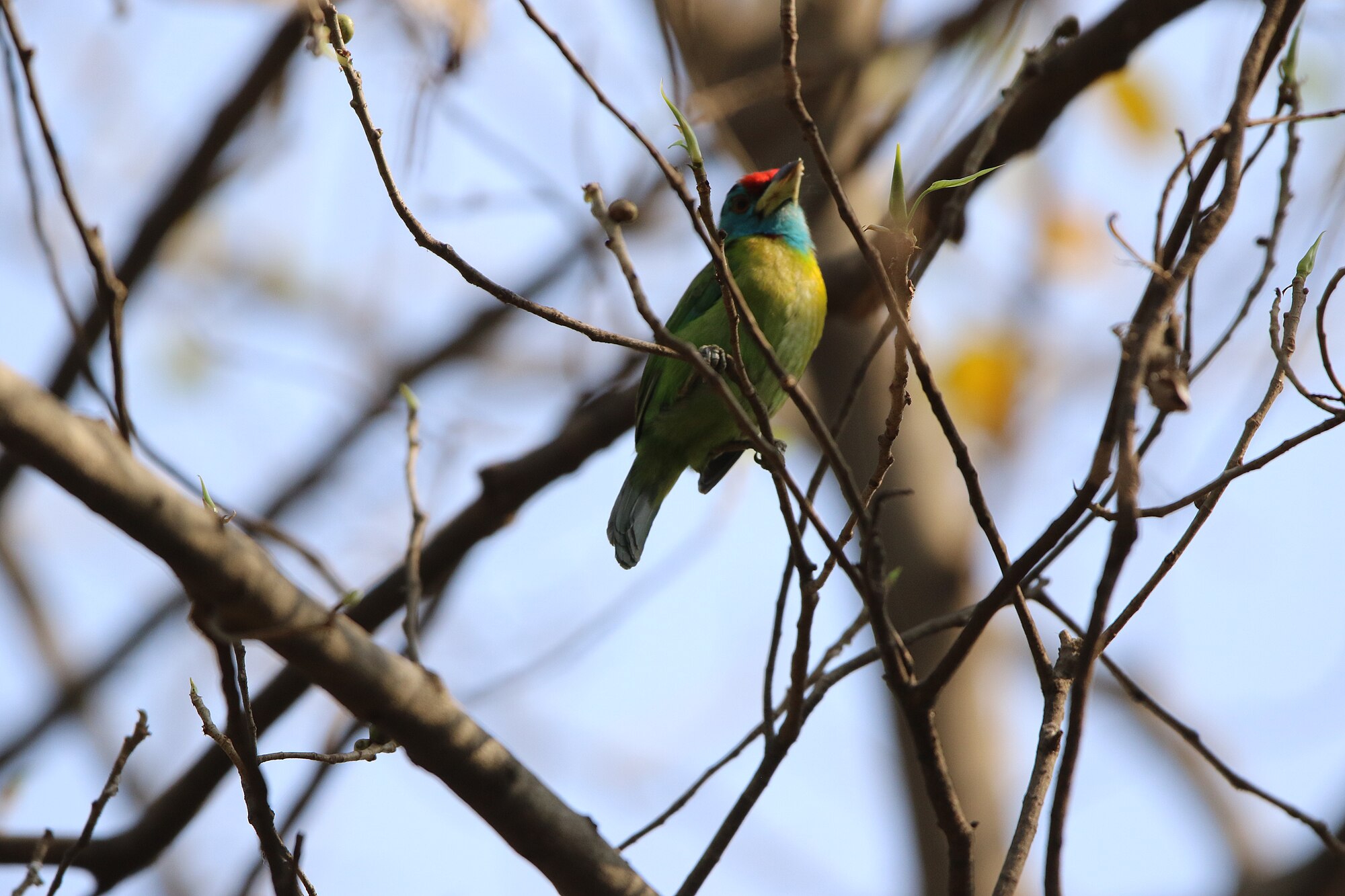 Where City Breathes: An Ecological Walk through Rabindra Sarobar - 4