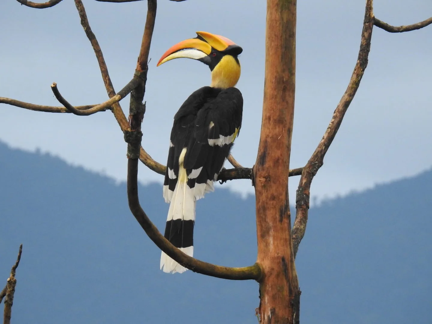 Jayanti to Buxa: A Living Landscape Journey - 4