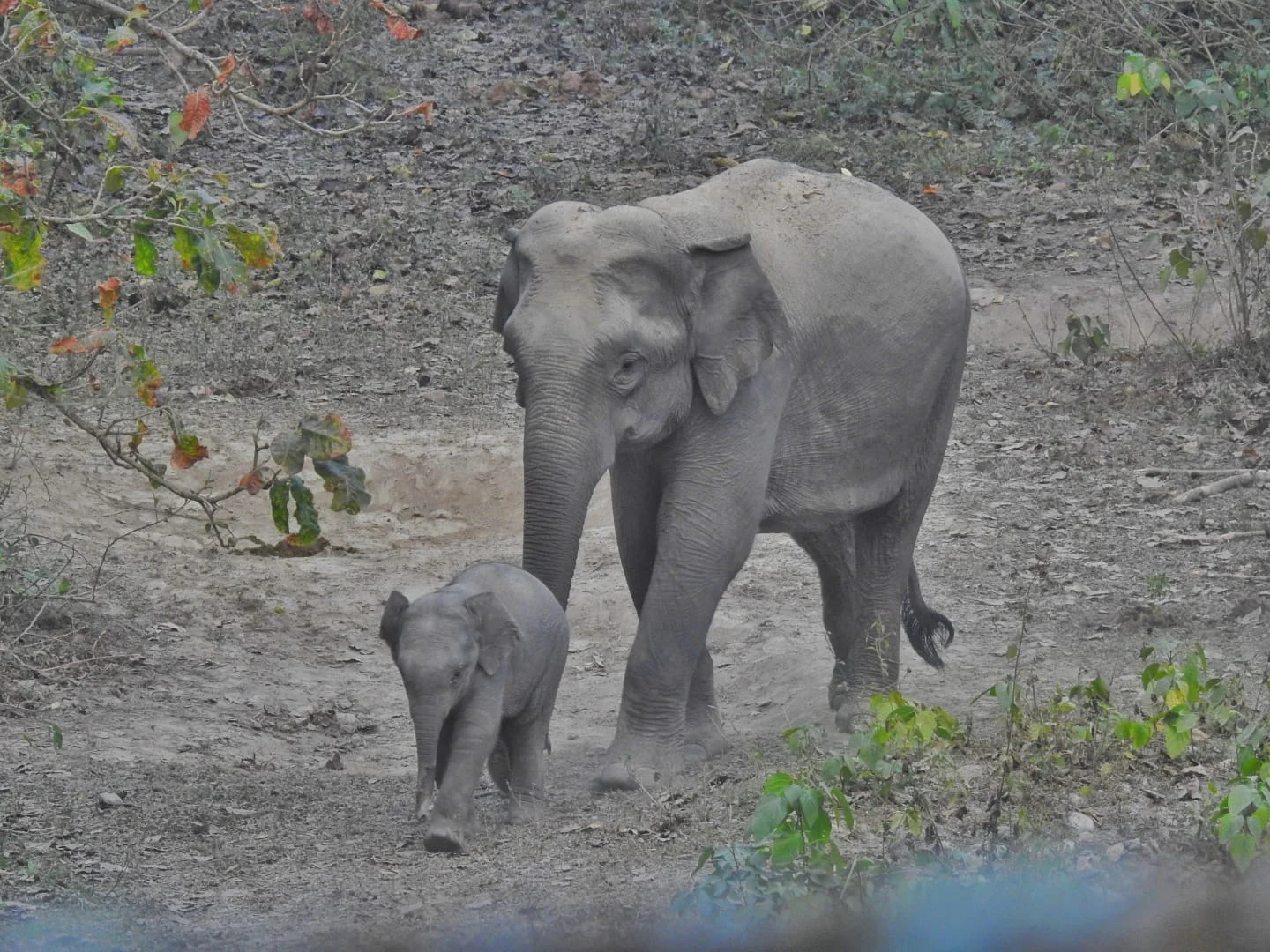 Jayanti to Buxa: A Living Landscape Journey - 5
