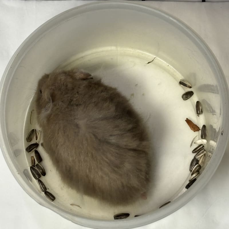 Syrian - Dove MH — HAM-B-3