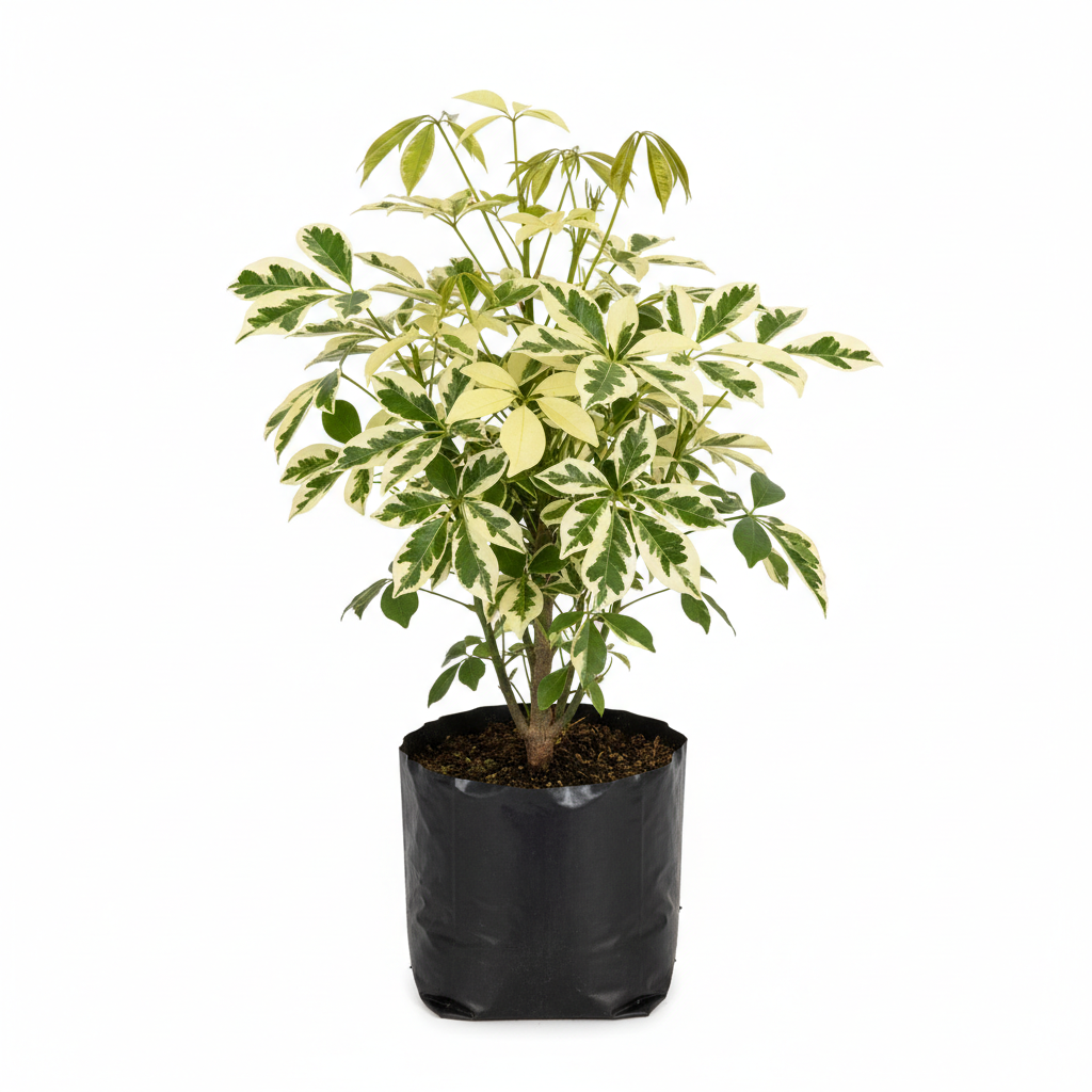 Planta ornamental Aralea Arboricola - Vivero ORNAPLANT Cuautla