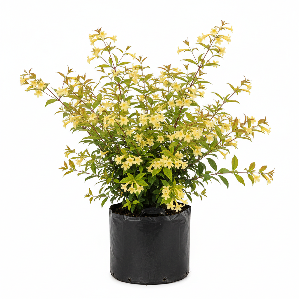 Planta ornamental Avelia Amarilla - Vivero ORNAPLANT Cuautla
