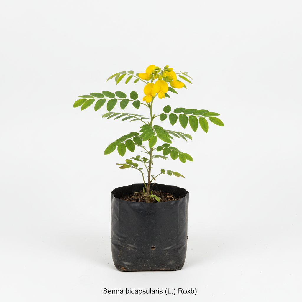 Planta ornamental Acacia Bicapsularis - Vivero ORNAPLANT Cuautla