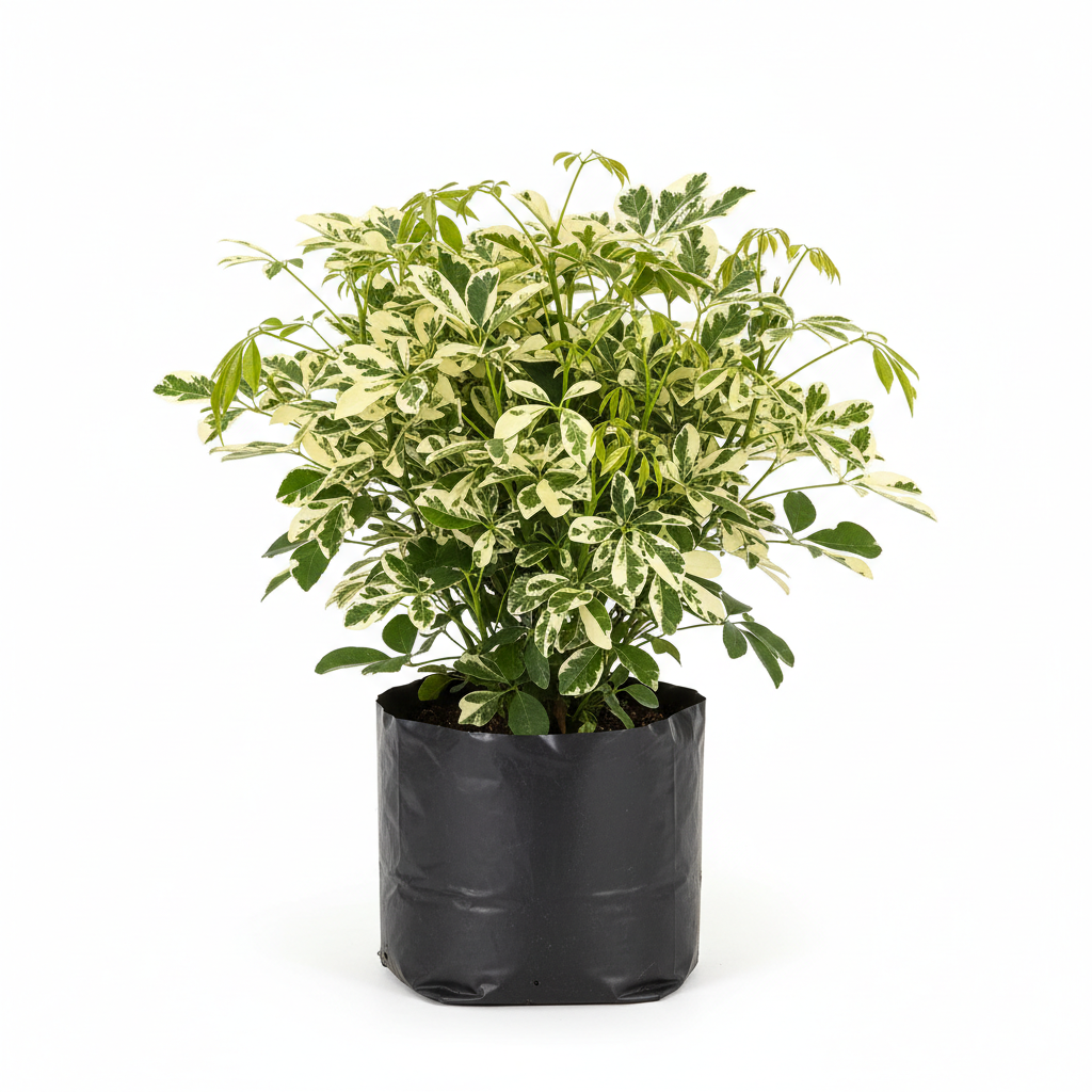 Planta ornamental Aralea Arboricola Trinet - Vivero ORNAPLANT Cuautla