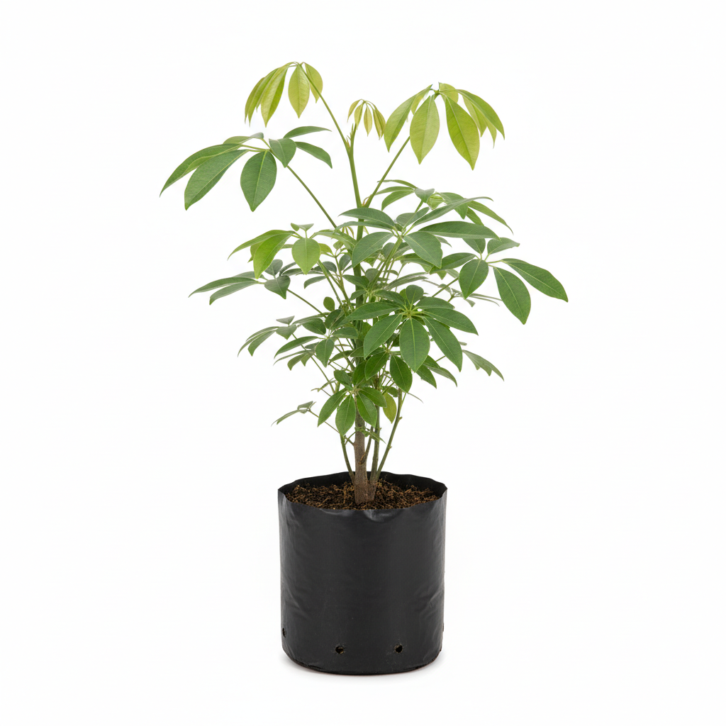 Planta ornamental Aralea Arboricola Verde - Vivero ORNAPLANT Cuautla