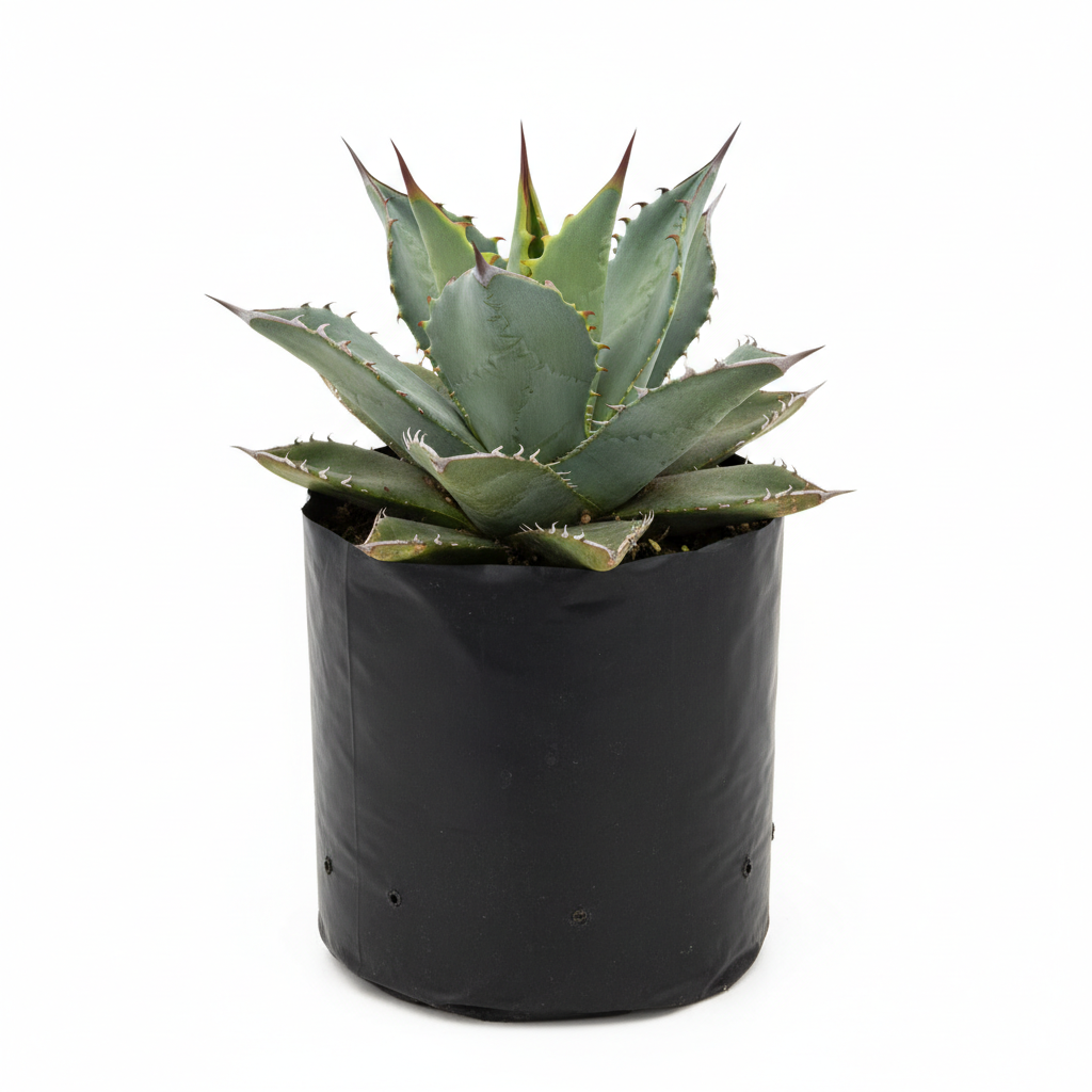 Planta ornamental Agave Azul - Vivero ORNAPLANT Cuautla