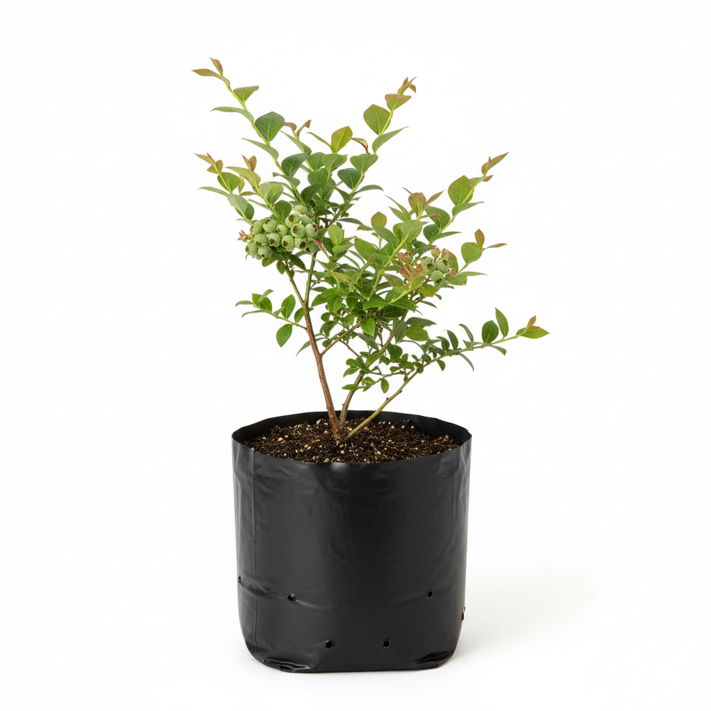 Planta ornamental Arandano Blue Berry - Vivero ORNAPLANT Cuautla