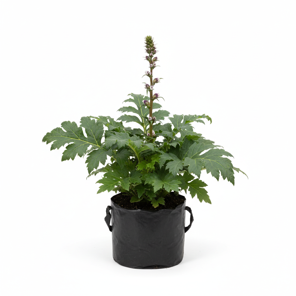 Planta ornamental Acanto - Vivero ORNAPLANT Cuautla