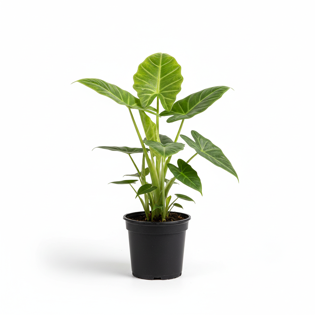 Planta ornamental Alocasia Cuculata - Vivero ORNAPLANT Cuautla