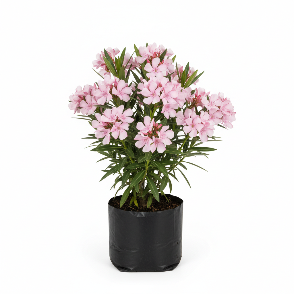 Planta ornamental Adelfa Enana Fiusha - Vivero ORNAPLANT Cuautla