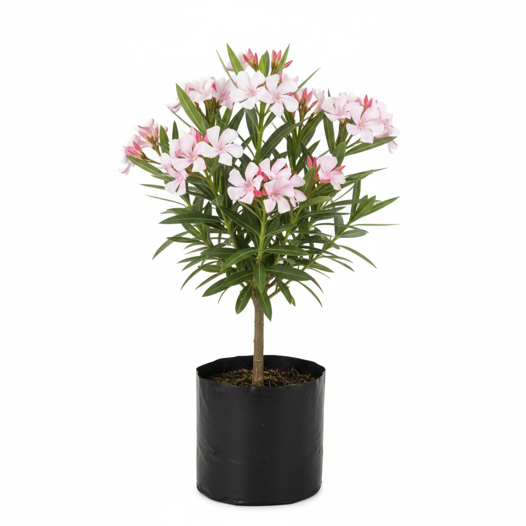 Planta ornamental Adelfa - Vivero ORNAPLANT Cuautla