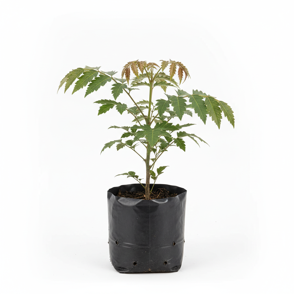 Planta ornamental Aralea Elegantisima - Vivero ORNAPLANT Cuautla