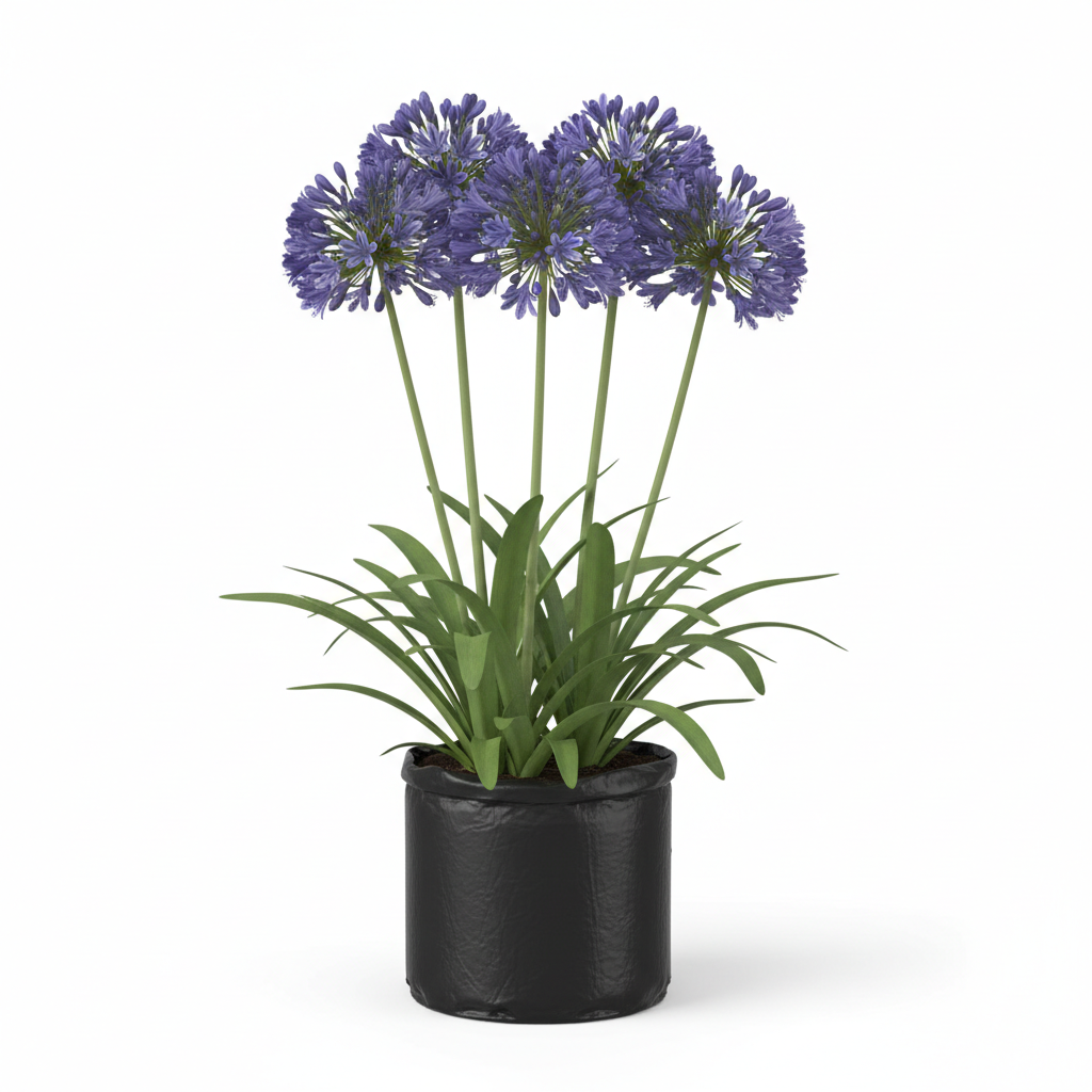 Planta ornamental Agapando - Vivero ORNAPLANT Cuautla