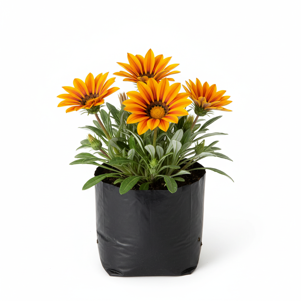 Planta ornamental Agazania - Vivero ORNAPLANT Cuautla