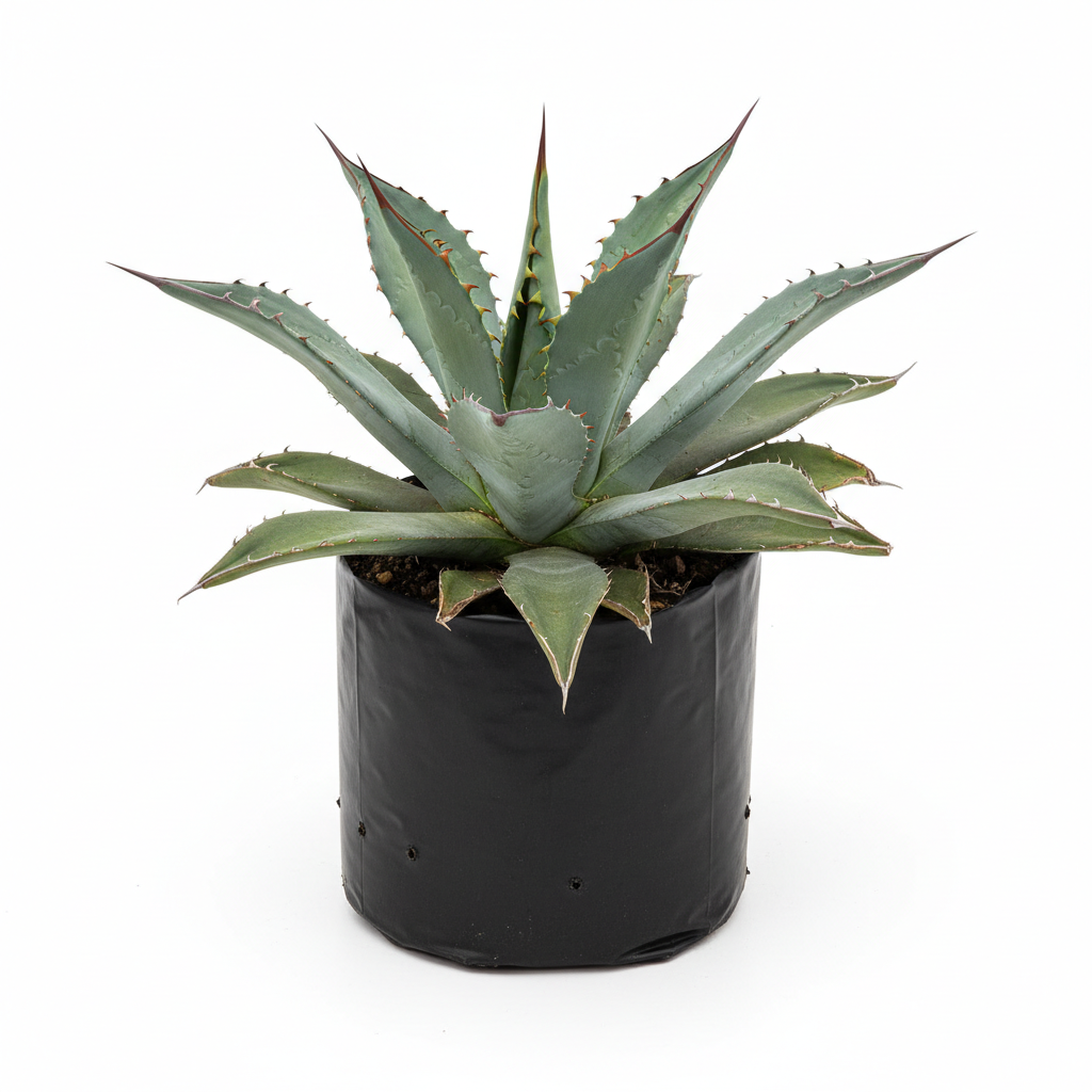 Planta ornamental Agave Americano - Vivero ORNAPLANT Cuautla