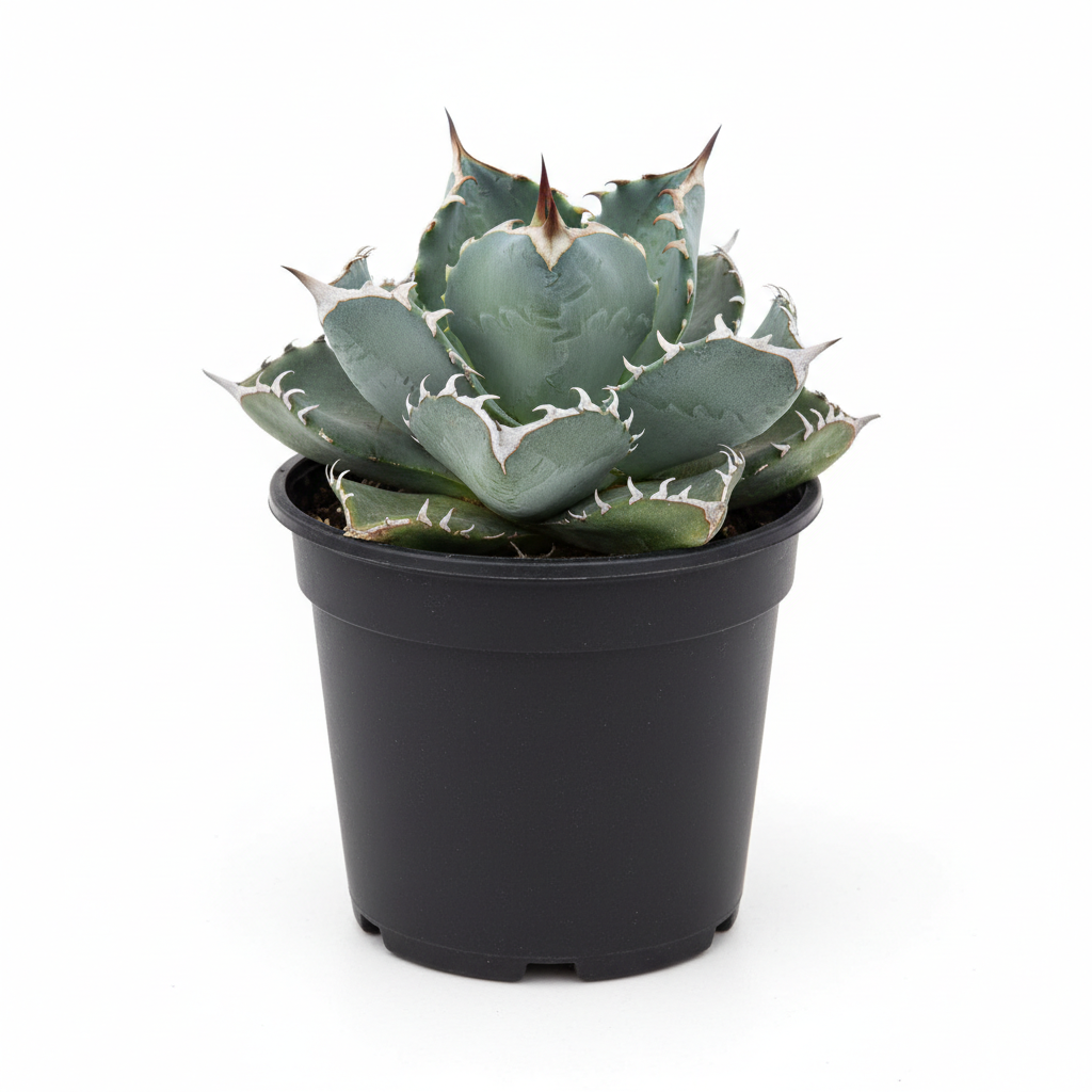 Planta ornamental Agave Gipsofilam - Vivero ORNAPLANT Cuautla