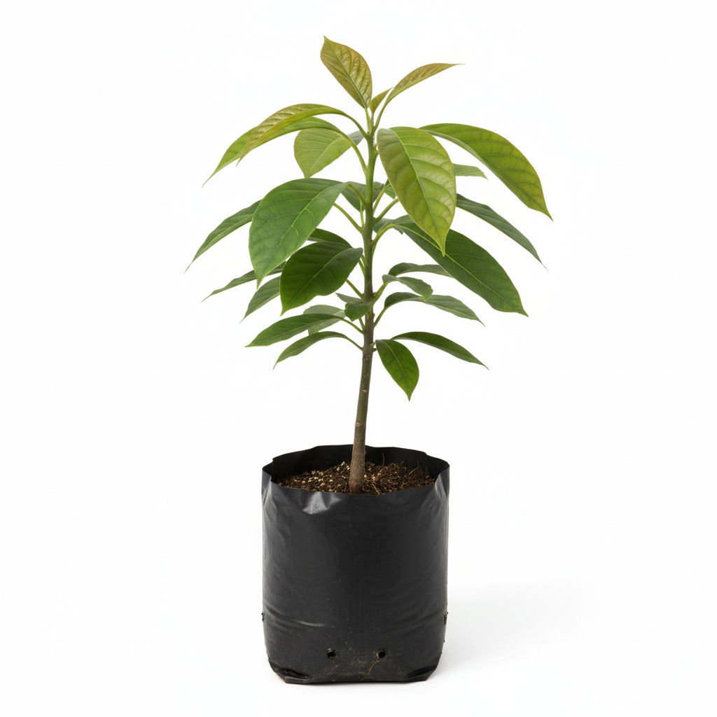 Planta ornamental Aguacate Hass - Vivero ORNAPLANT Cuautla
