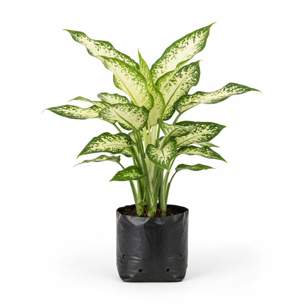 Planta ornamental Amohena - Vivero ORNAPLANT Cuautla