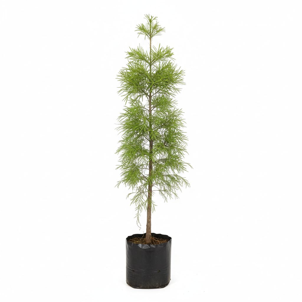 Planta ornamental Ahuehuete - Vivero ORNAPLANT Cuautla