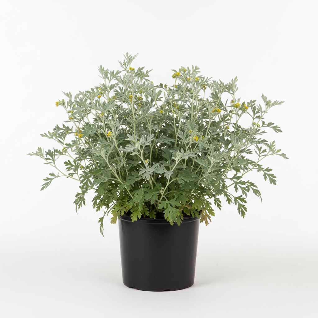 Planta ornamental Ajenjo - Vivero ORNAPLANT Cuautla