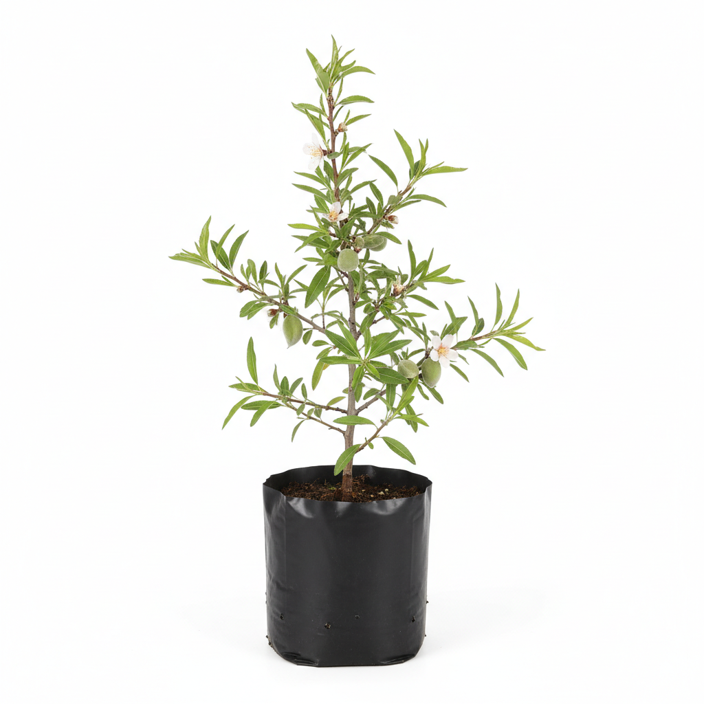 Planta ornamental Almendro - Vivero ORNAPLANT Cuautla