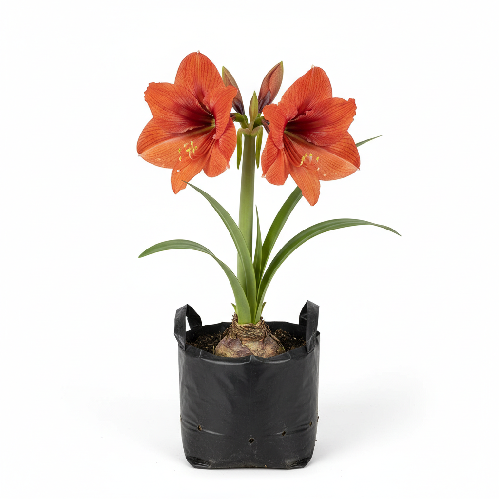 Planta ornamental Amaryllis - Vivero ORNAPLANT Cuautla