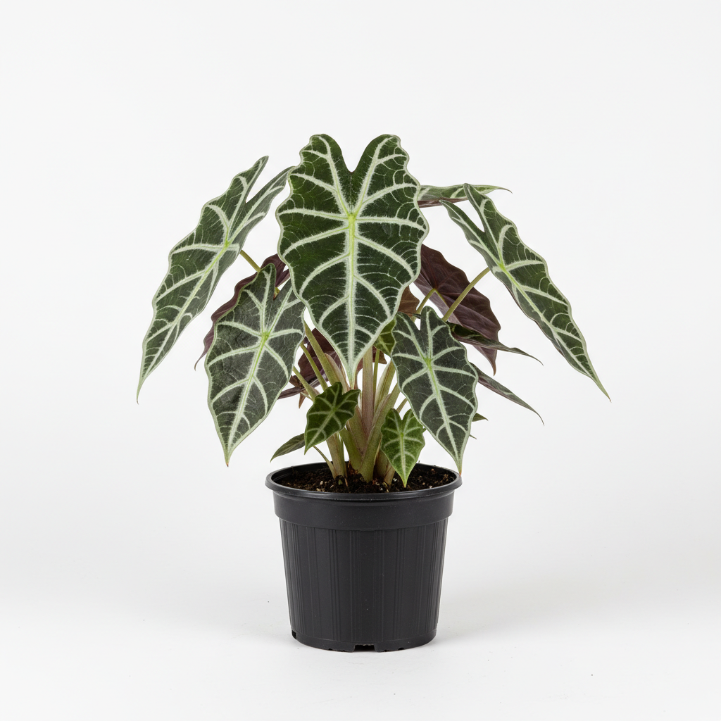 Planta ornamental Amazonica - Vivero ORNAPLANT Cuautla