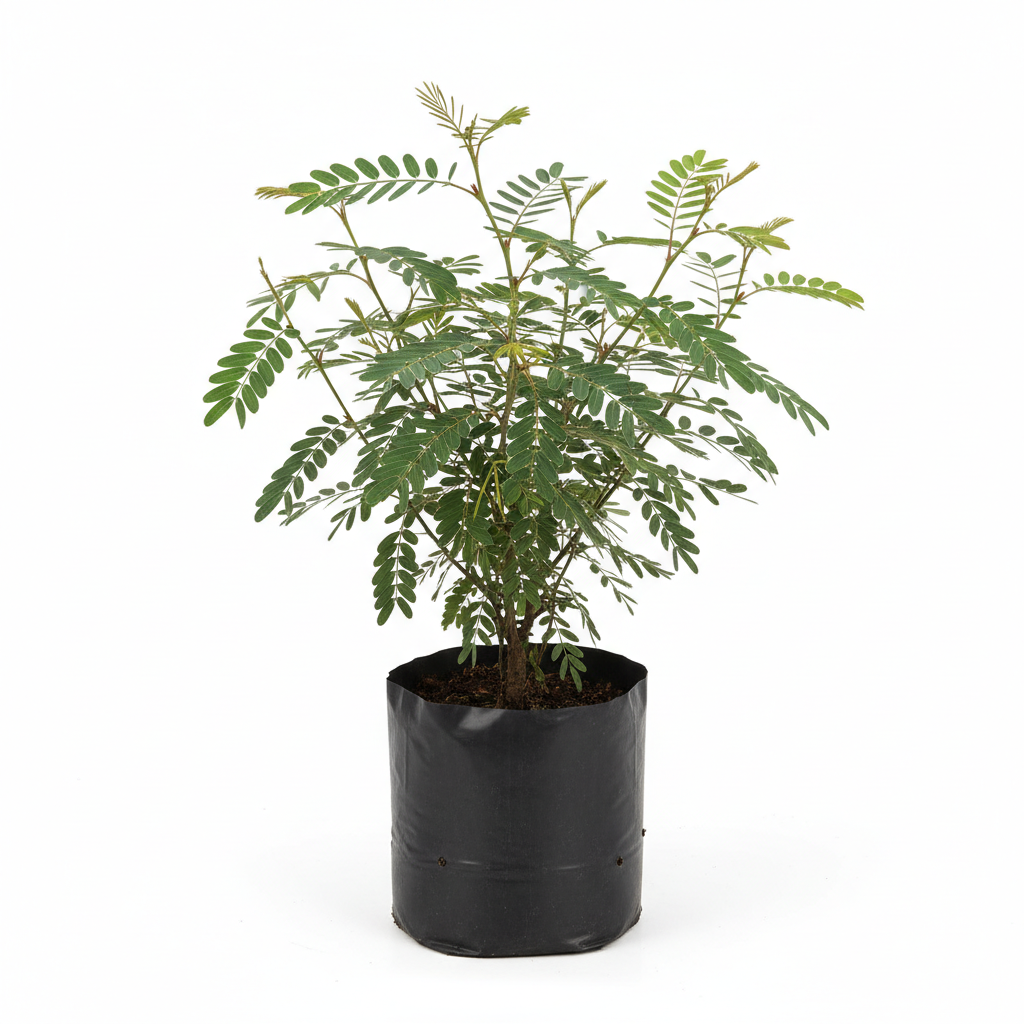 Planta ornamental Acacia Mariposa - Vivero ORNAPLANT Cuautla