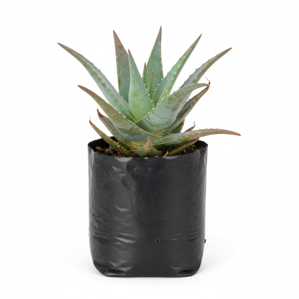 Planta ornamental Aloe Cobre - Vivero ORNAPLANT Cuautla