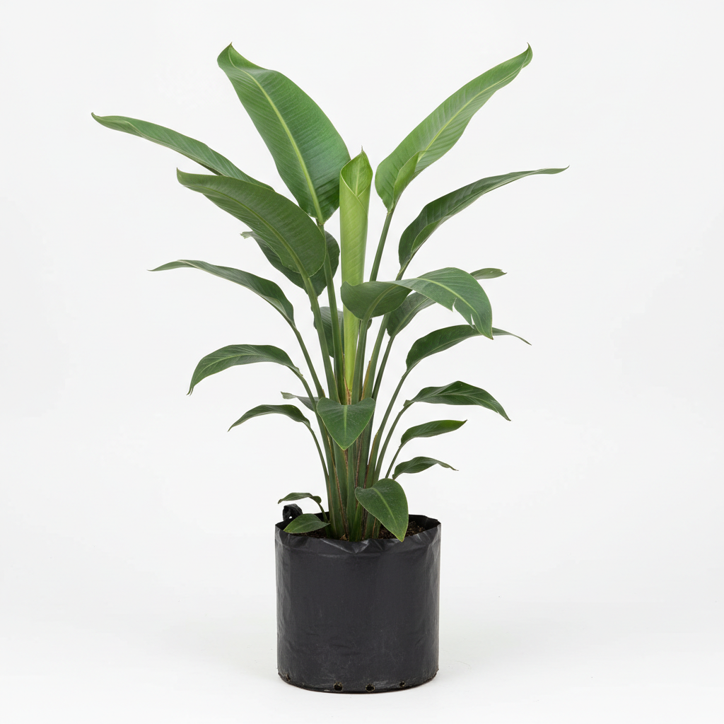 Planta ornamental Ave De Paraiso Gigante - Vivero ORNAPLANT Cuautla