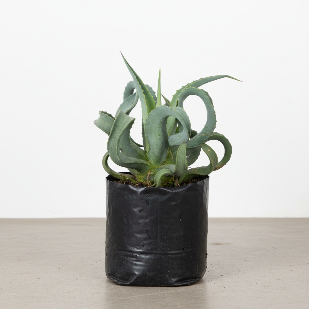 Planta ornamental Agave Pulpo - Vivero ORNAPLANT Cuautla