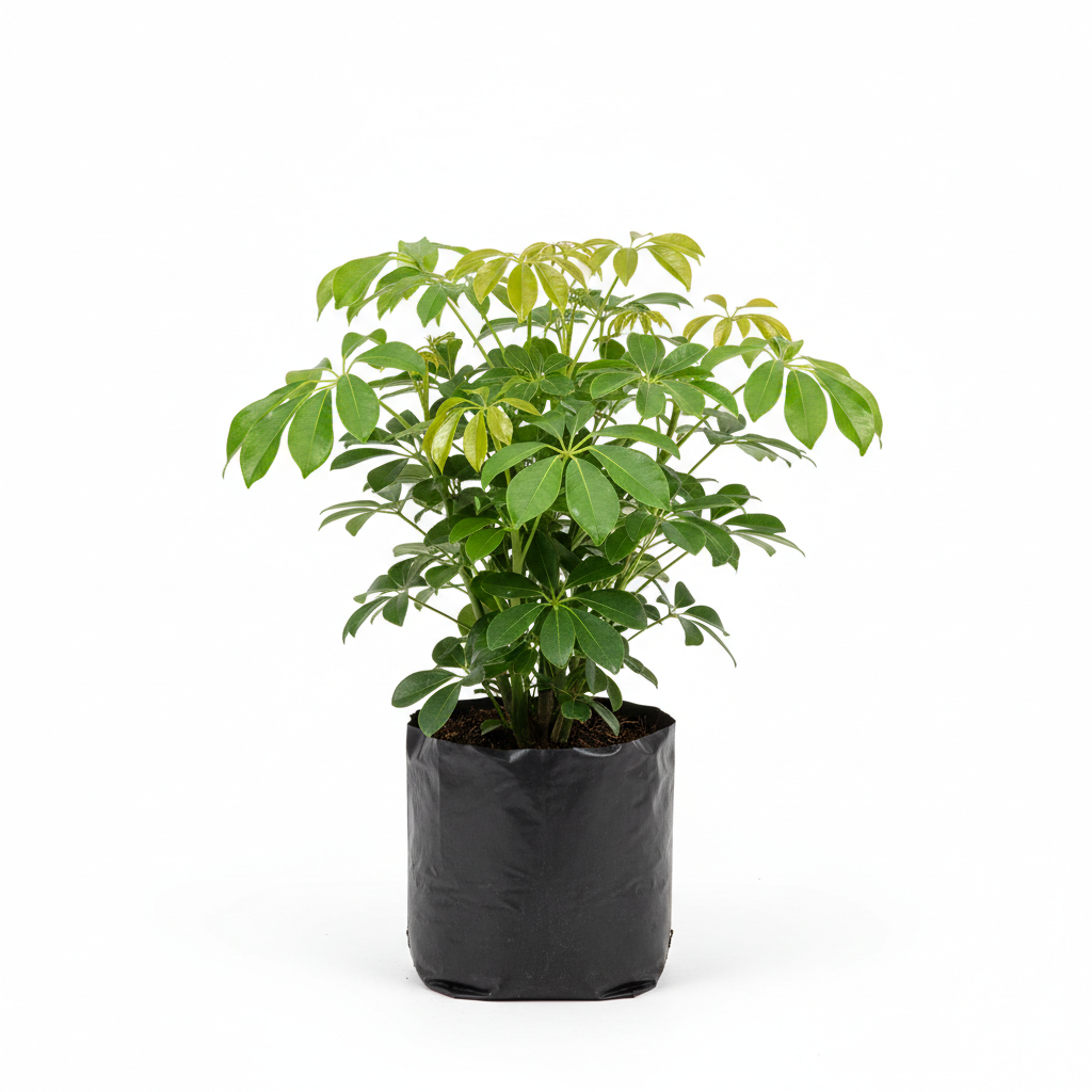 Planta ornamental Aralea Schefflera - Vivero ORNAPLANT Cuautla