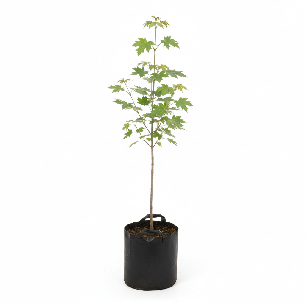 Planta ornamental Acer Silver - Vivero ORNAPLANT Cuautla