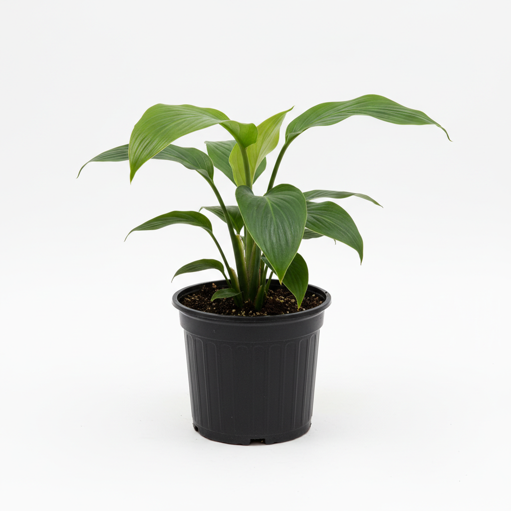 Planta ornamental Aspidistra - Vivero ORNAPLANT Cuautla