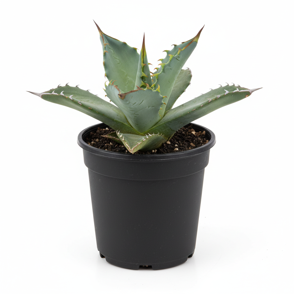 Planta ornamental Agave Tobala - Vivero ORNAPLANT Cuautla