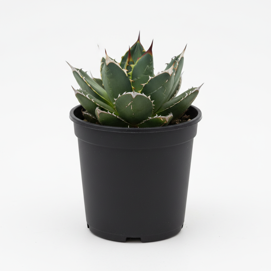 Planta ornamental Agave Victoria Regina - Vivero ORNAPLANT Cuautla