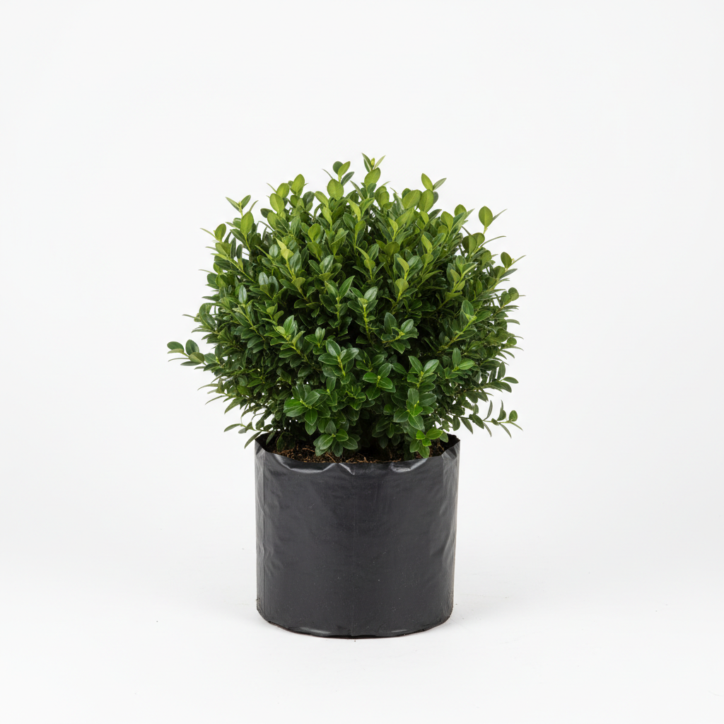Planta ornamental Buxus Arrayan - Vivero ORNAPLANT Cuautla
