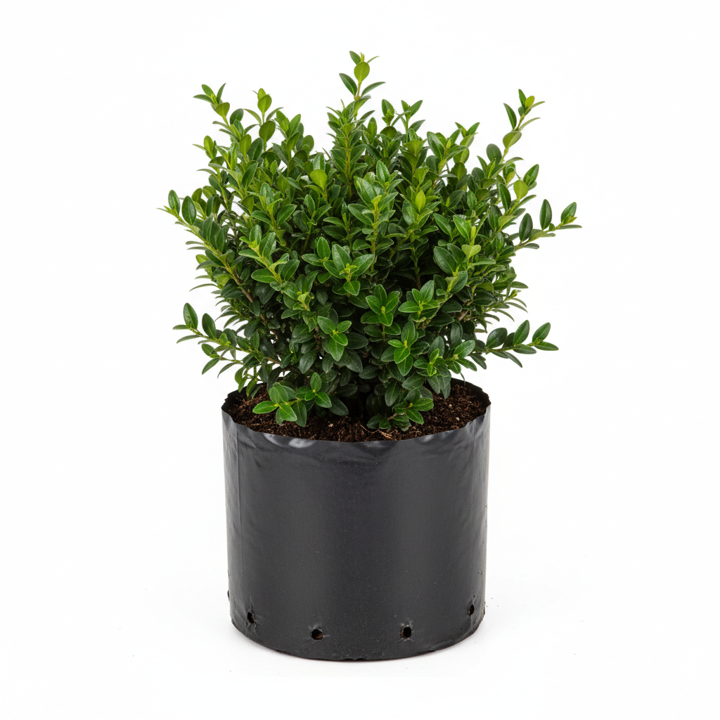 Planta ornamental Buxus Arrayan Bola - Vivero ORNAPLANT Cuautla