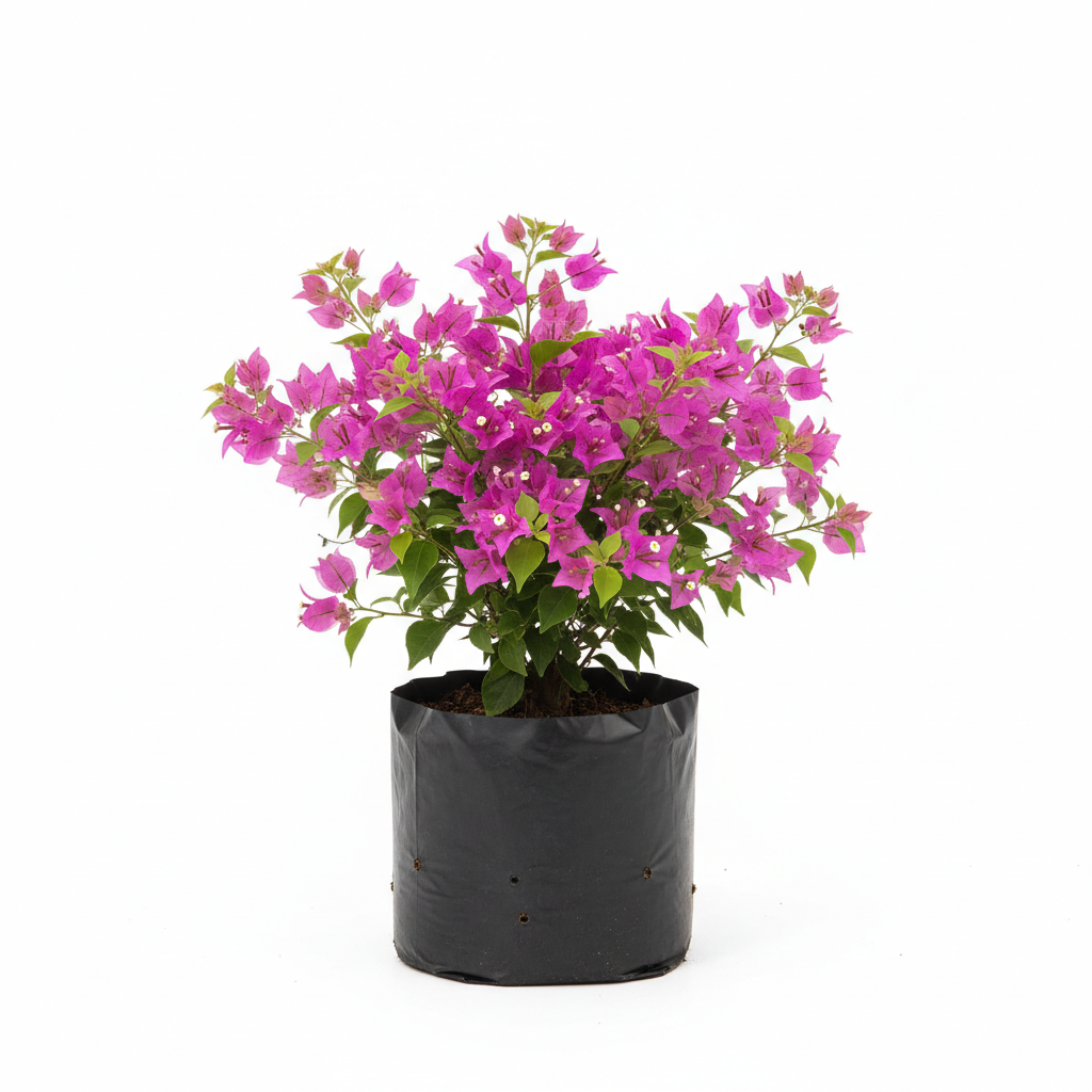 Planta ornamental Bugambilia Cuautla - Vivero ORNAPLANT Cuautla