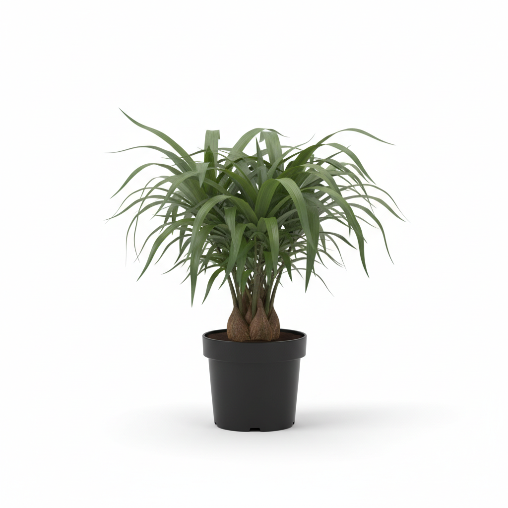 Planta ornamental Beaucarnea - Vivero ORNAPLANT Cuautla