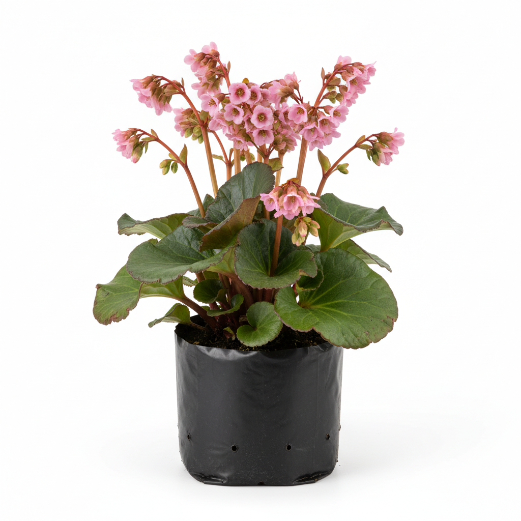 Planta ornamental Bergenia - Vivero ORNAPLANT Cuautla