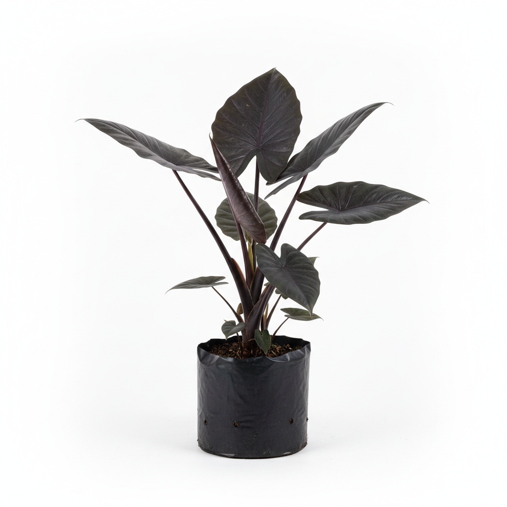 Planta ornamental Black Magic - Vivero ORNAPLANT Cuautla