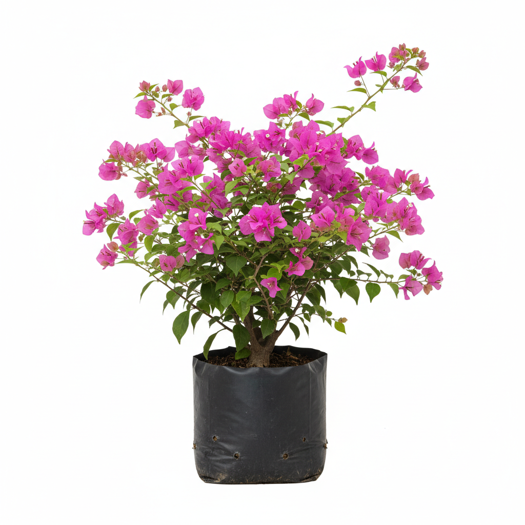 Planta ornamental Bugambilia Minimorada - Vivero ORNAPLANT Cuautla